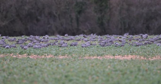 groupe de pigeon ramier se nourissant dans un champs de colza