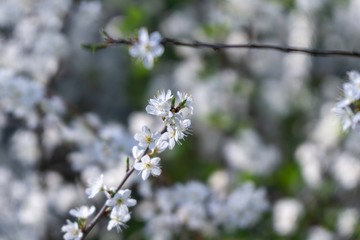 Spring tree flowering. White blooming tree. Slovakia