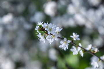 Spring tree flowering. White blooming tree. Slovakia