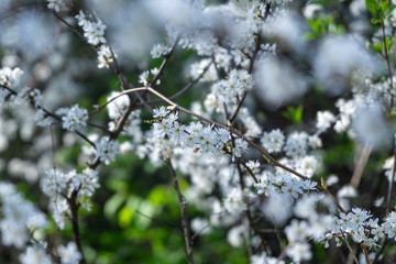 Spring tree flowering. White blooming tree. Slovakia
