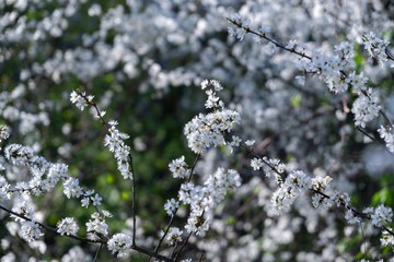 Spring tree flowering. White blooming tree. Slovakia