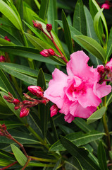 Pink blooming Nerium oleander in the garden.