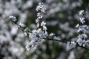 Spring tree flowering. White blooming tree. Slovakia