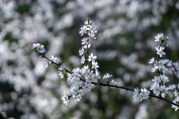 Spring tree flowering. White blooming tree. Slovakia