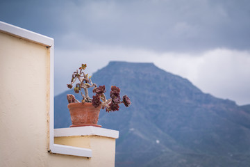 Succulent plant is standing in a pot on a veranda against the background of a volcano