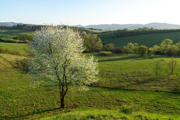 Spring tree flowering. White blooming tree. Slovakia