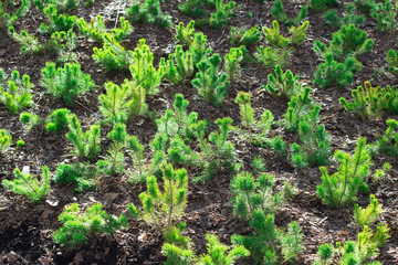 conifers, seedlings, spruce, pine, trees, Russia, Yekaterinburg, 06.06.2018