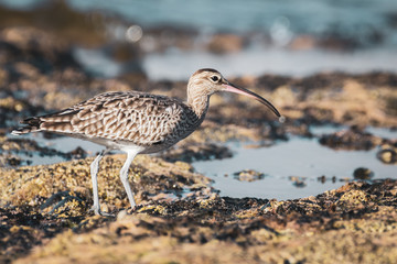 Eurasian Whimbrel is on the sea shore among stones looking for food. Wild bird with long beak in natural habitats