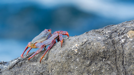 Wild red crab hiding in among the stones