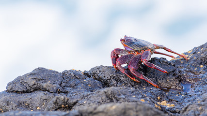 Wild red crab hiding in among the stones