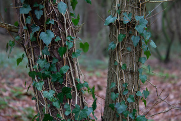 Background creeper with green leaves on two trees