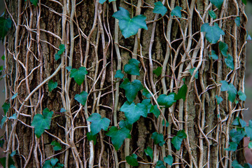 Background creeper with green leaves on a tree