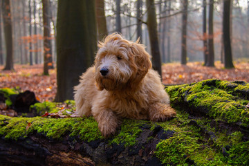 Goldendoodle laying down on a branch in a forest during autumn. The branch is covered with green moss. 