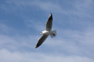 Fototapeta na wymiar a mediterranean seagull flies in the sky with veil clouds by day