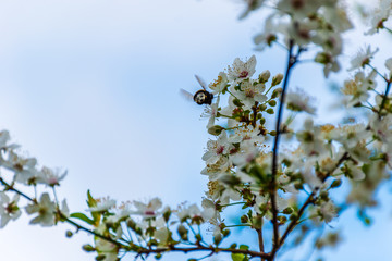 A large bumblebee feeding on nectar pollinating blooming flowers of Prunus spinosa (blackthorn / sloe)