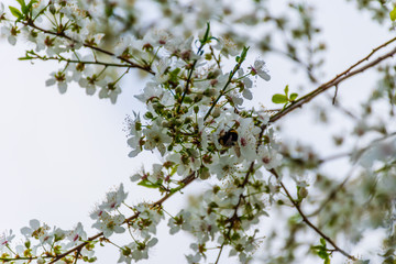 A large bumblebee feeding on nectar pollinating blooming flowers of Prunus spinosa (blackthorn / sloe)