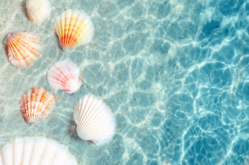 Fototapeta na wymiar Seashells on the summer beach in sea water. Summer background.