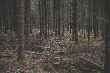 Bellever Woods - Dartmoor National Park - UK