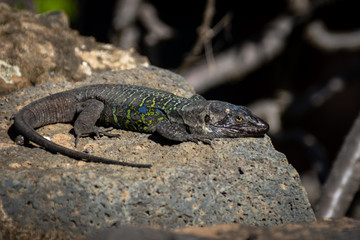 lizard on the stone in the wild
