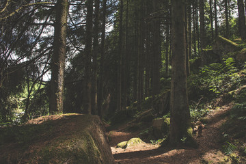 Bellever Woods - Dartmoor National Park - UK