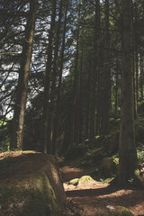 Bellever Woods - Dartmoor National Park - UK