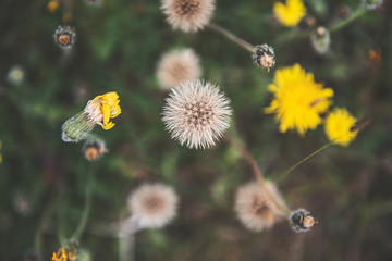 Bellever Woods - Dartmoor National Park - UK