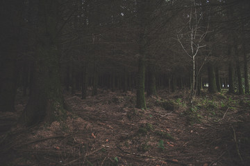 Obraz premium Bellever Woods - Dartmoor National Park - UK