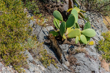 A stray cat walking on the cliff with a hunted down prey (common blackbird) in its teeth