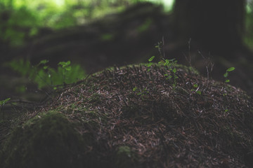 Bellever Woods - Dartmoor National Park - UK