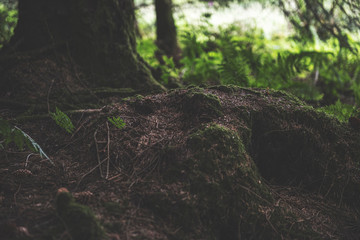 Bellever Woods - Dartmoor National Park - UK