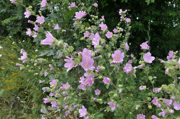 In the wild, mallow blooms