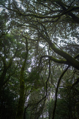 Mystical foggy forest with moss tree in Anaga Park on Tenerife island. Landmark of the Canary islands old forest landscape. Laurel forest in haze.