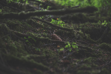 Bellever Woods - Dartmoor National Park - UK