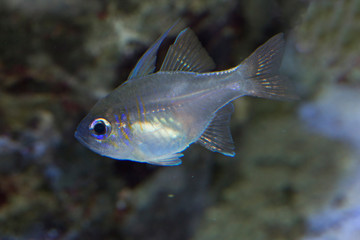 Threadfin cardinalfish,  bluestreak cardinalfish (Zoramia leptacantha).