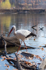 big white stork at the little pond fall