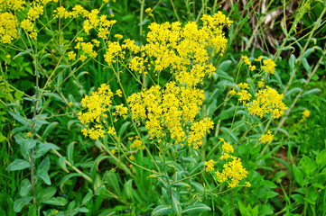 yellow blossoms of dyer´s woad, a plant for dyeing blue/blooming woad/blue staining plant
