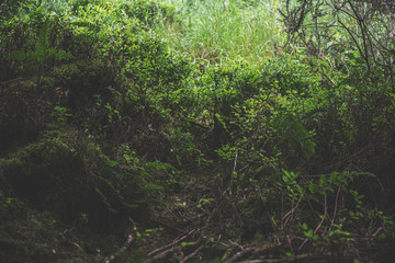 Bellever Woods - Dartmoor National Park - UK