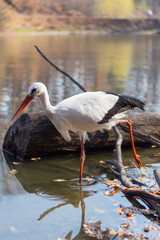 big white stork at the little pond fall