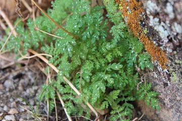 Toward the end of Southern Mojave Desert Winter, native plants in Joshua Tree National Park begin to grow, such as this small annual, Eucrypta Chrysanthemifolia, Spotted Hideseed.