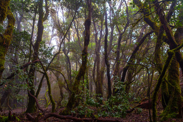 Fototapeta premium Mystical foggy forest with moss tree in Anaga Park on Tenerife island. Landmark of the Canary islands old forest landscape. Laurel forest in haze.