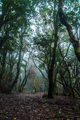 Mystical foggy forest with moss tree in Anaga Park on Tenerife island. Landmark of the Canary islands old forest landscape. Laurel forest in haze.
