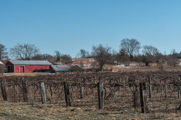 Country Vineyard
