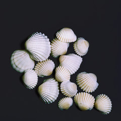 sea shells on a black background