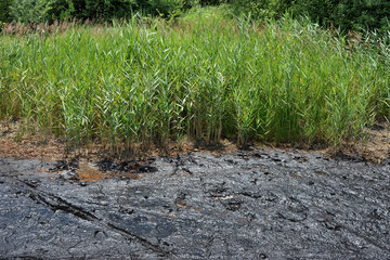 Industrial oil pollution on the surface of the soil is an environmental catastrophe.