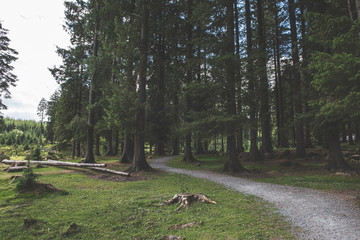 Bellever Woods - Dartmoor National Park - UK