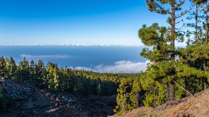Fototapeta na wymiar View of mountain landscape with canary pine forest and horizon with clouds. 