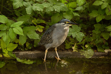Striated heron,mangrove heron, little heron, green-backed heron, (Butorides striata).