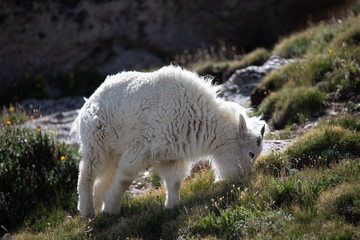 Mountain Goat in the mountains of Colorado