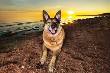 Cute shepherd dog resting on beach in evening