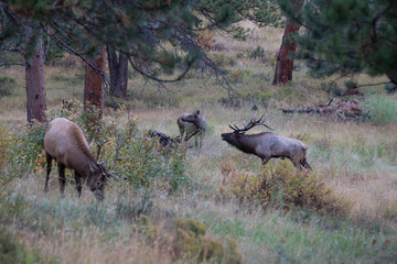 elk in Rocky Mountain national park
